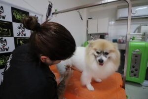 Dog Show 8 Dog Show 8